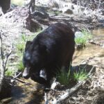 Bears Raiding Trash Prompt Prescott National Forest Order: Store Food and Garbage in Vehicles or Bear-Proof Containers