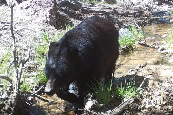 Bears Raiding Trash Prompt Prescott National Forest Order: Store Food and Garbage in Vehicles or Bear-Proof Containers