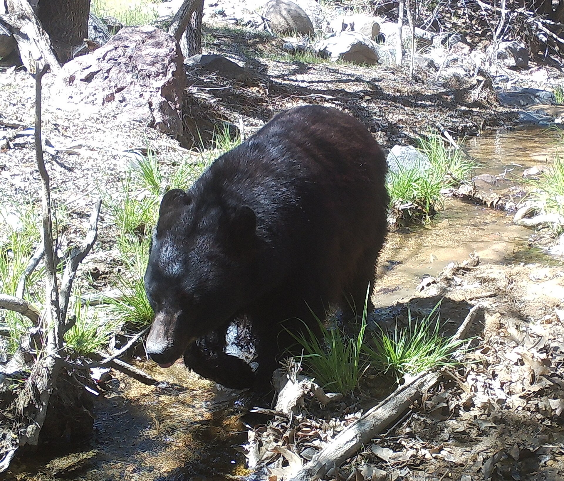 Bears Raiding Trash Prompt Prescott National Forest Order: Store Food and Garbage in Vehicles or Bear-Proof Containers