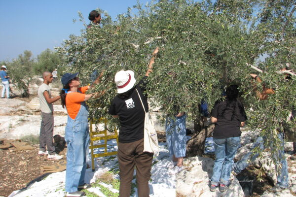 An olive harvest
