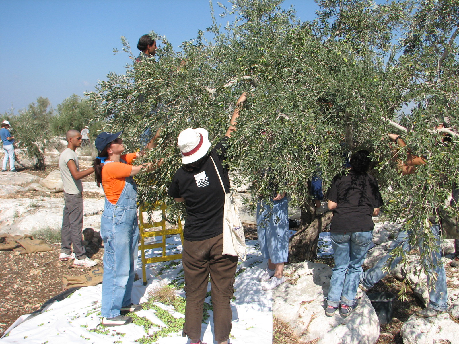 An olive harvest