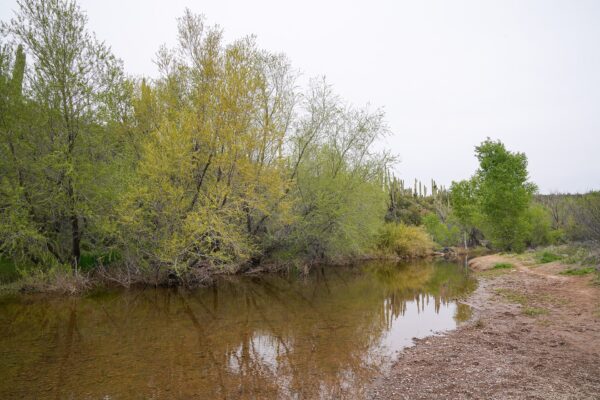 Cave Creek, Arizona