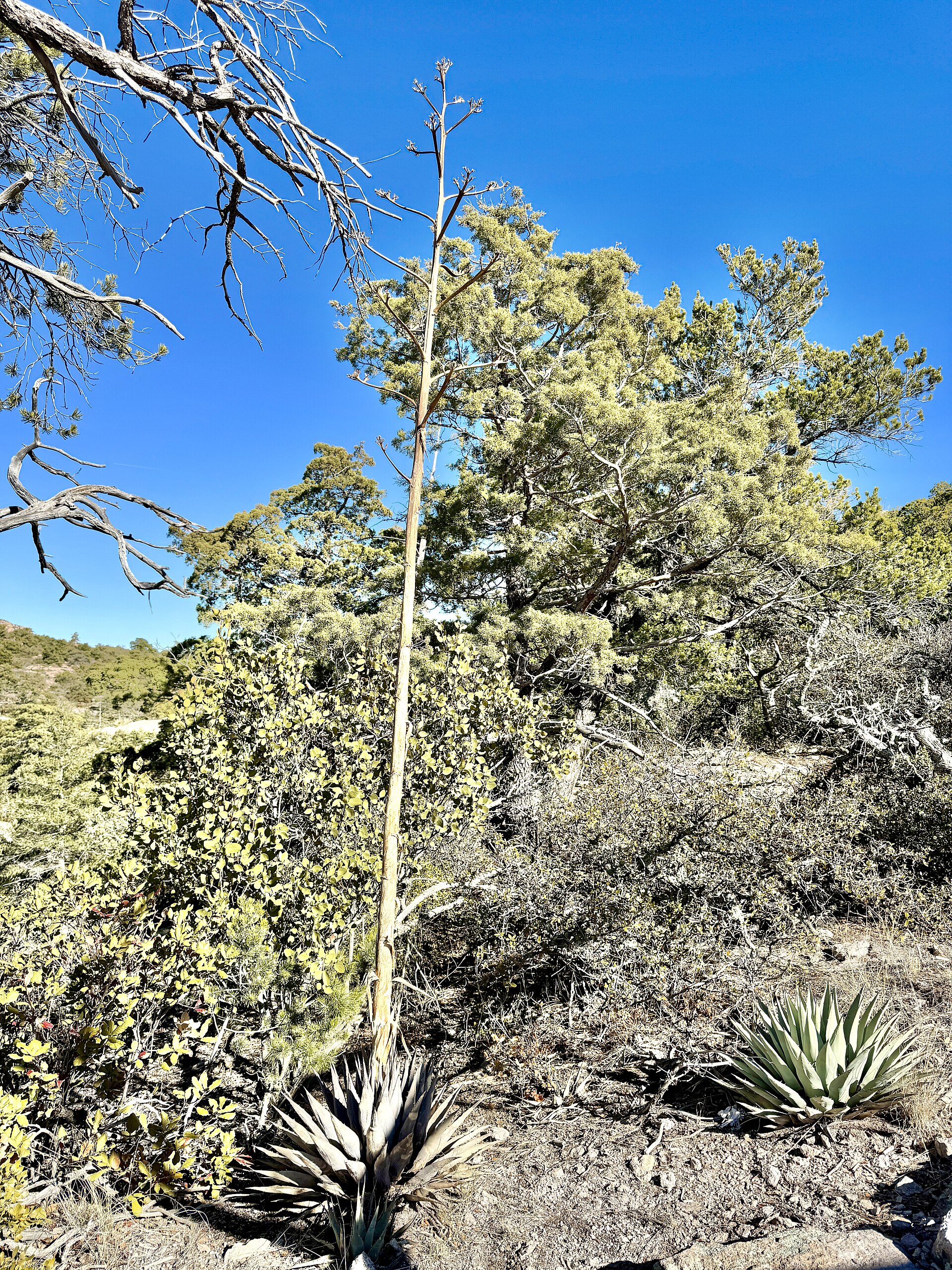 Rock formations at Chiricahua National Monument