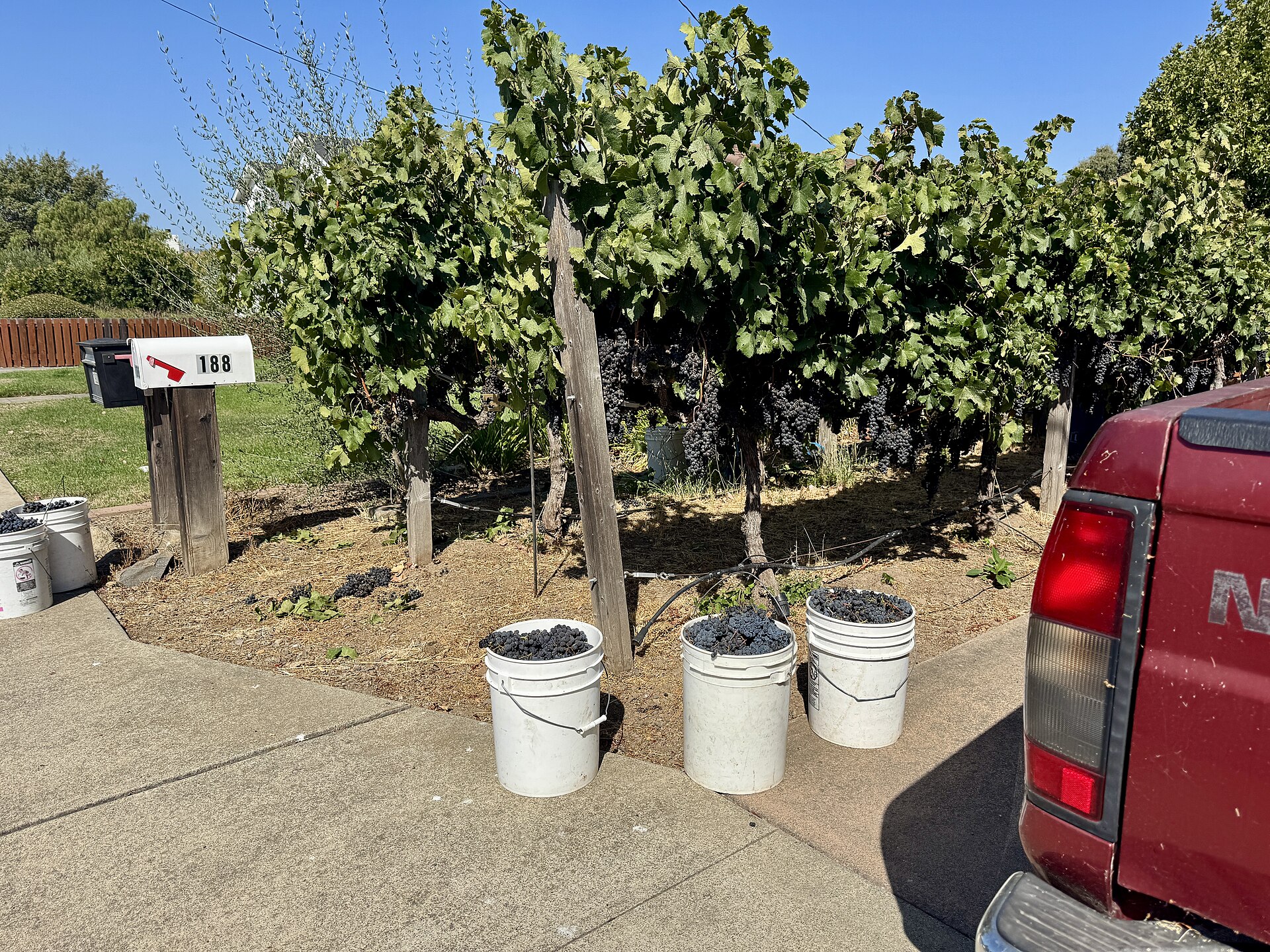A grape harvest