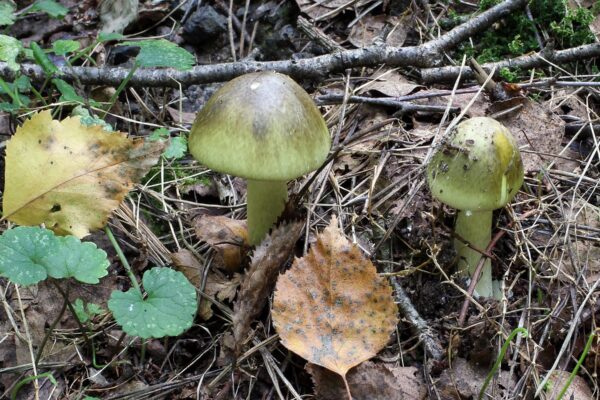 A death cap mushroom