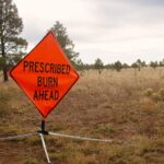 Orange 'Prescribed Burn Ahead' road sign in a grassy, pine-dotted field near Flagstaff