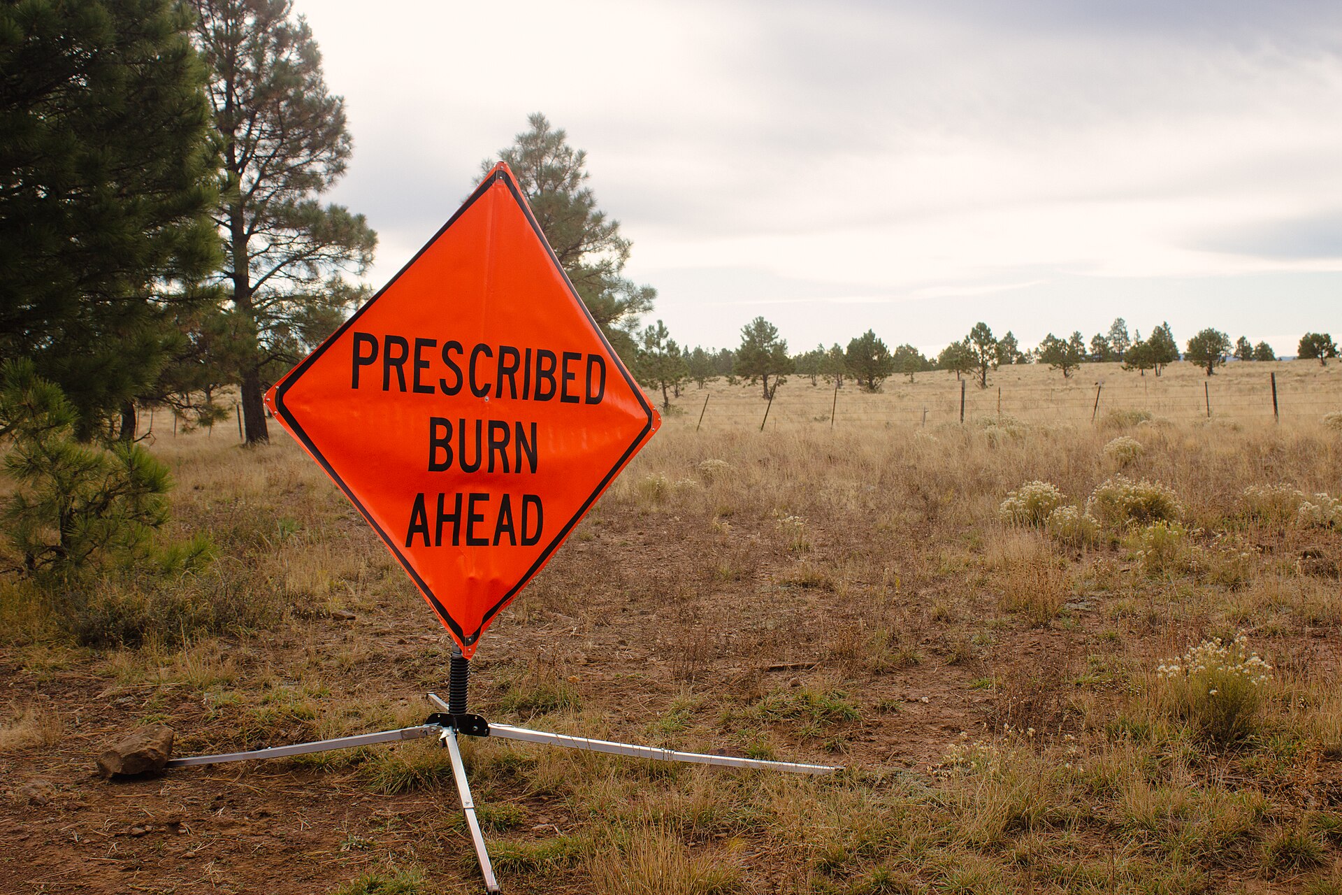 Orange 'Prescribed Burn Ahead' road sign in a grassy, pine-dotted field near Flagstaff