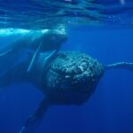 Humpback whale and calf swimming underwater in clear blue water
