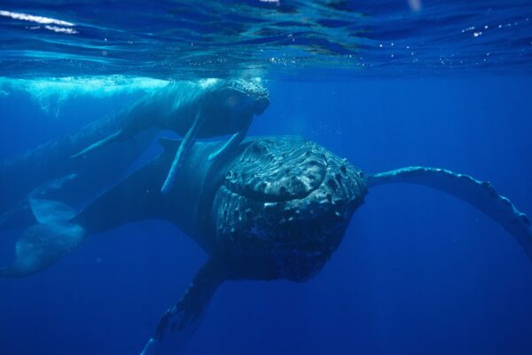 Humpback whale and calf swimming underwater in clear blue water