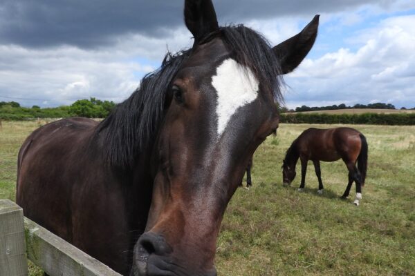 Apache Junction Police Looking for the Owners of Two Horses Found Wandering Near Broadway