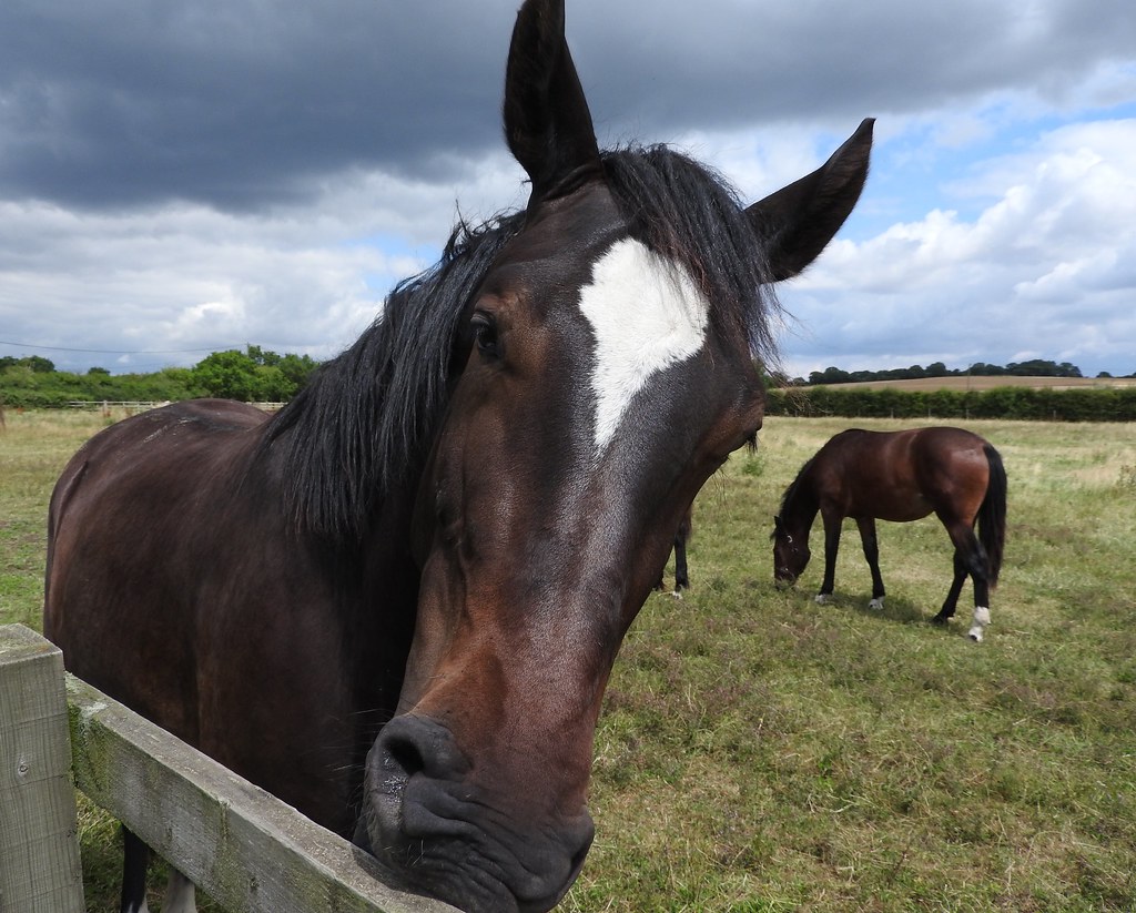 Apache Junction Police Looking for the Owners of Two Horses Found Wandering Near Broadway