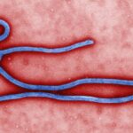 Colorized electron microscope image of a filament-shaped Ebola virus particle