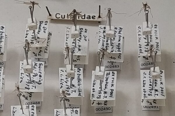A museum mosquito collection