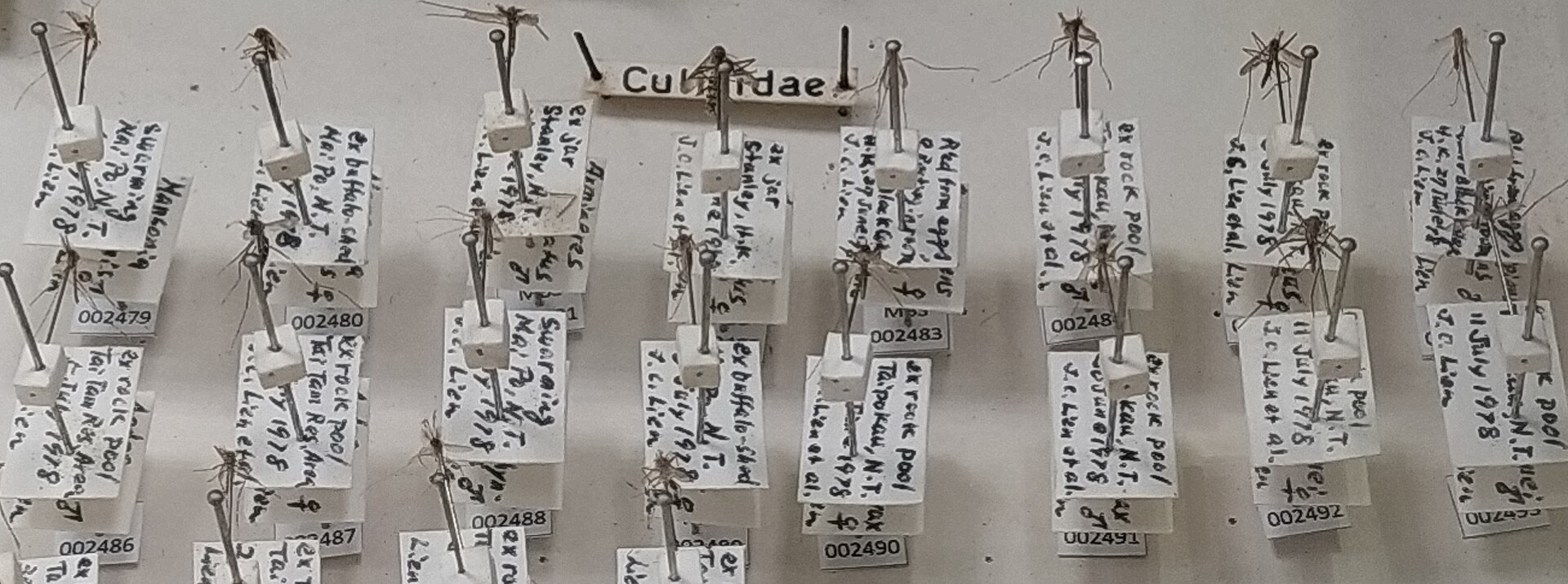 A museum mosquito collection