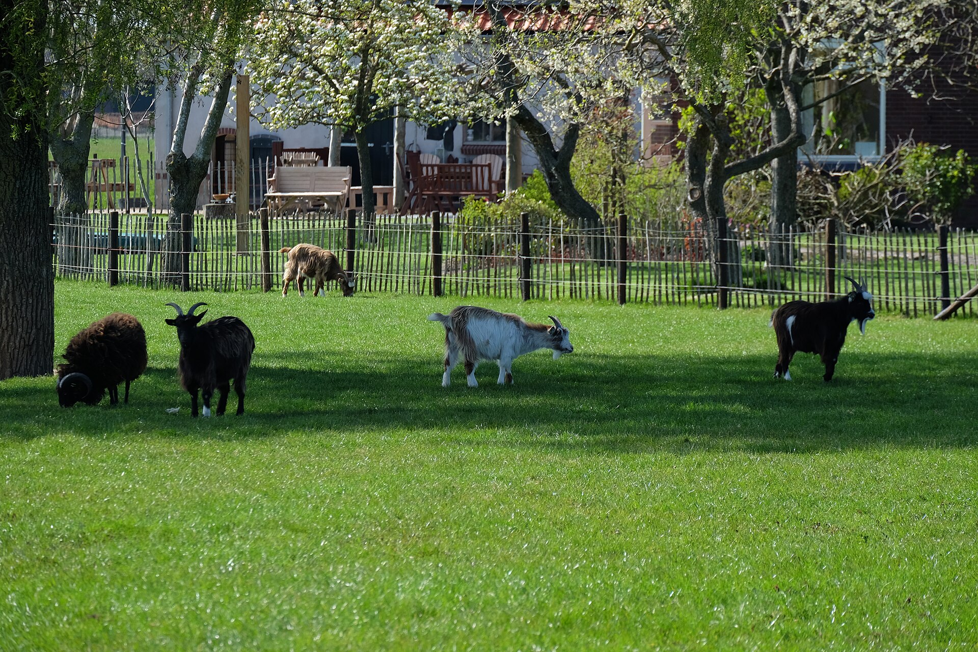 Goats at a farm