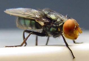 An adult New World screwworm fly