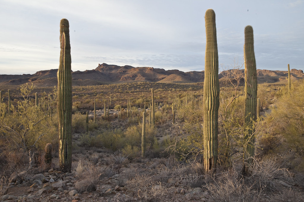 Fall Heat Hangs On: Phoenix Eyes 100 Again as Yuma Gets an Extreme Heat Watch