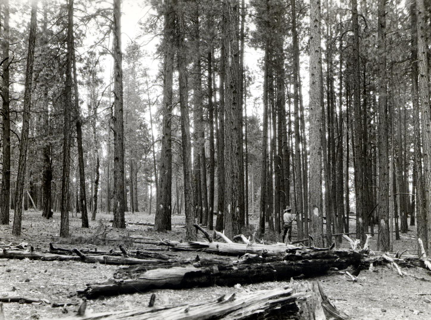 Ponderosa pine forest in northern Arizona